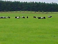 Wiesen zwischen Lychen  und Feldberg